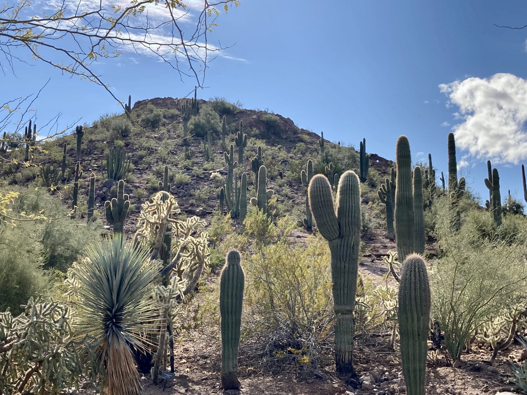 USA Roadtrip: Bild von Kaktus Wüste in Phoenix
